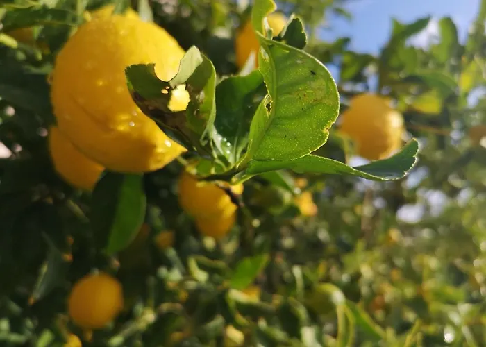 شقة Apartments Plava Plaza Daniela فوديس