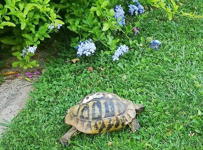 Apartments Plava Plaza Daniela 公寓