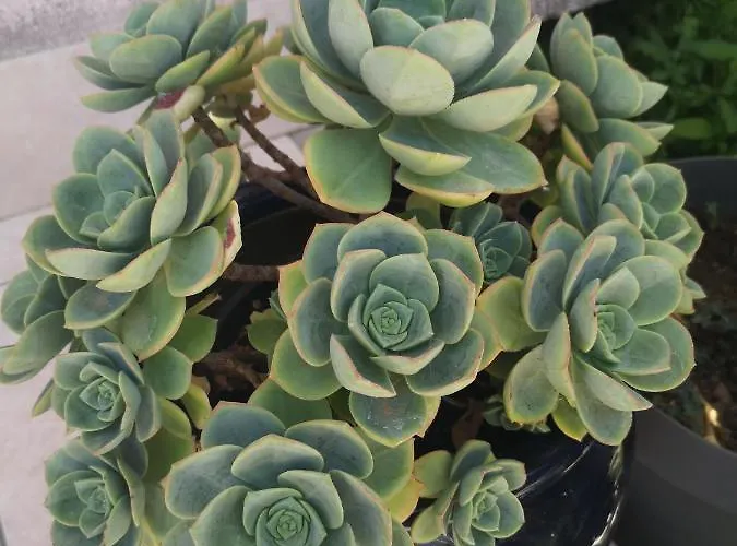 Apartments Plava Plaza Daniela شقة